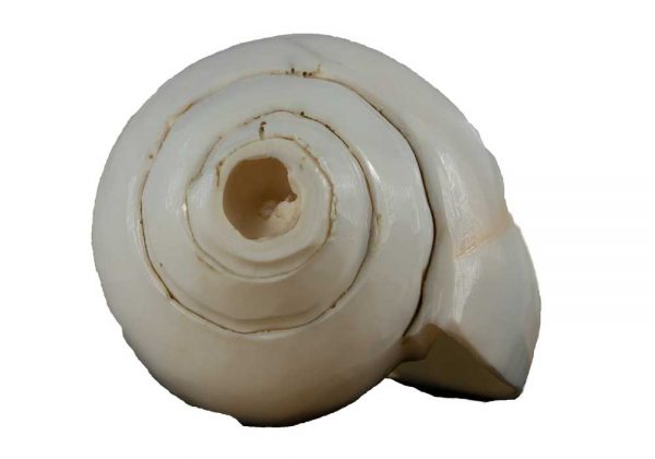 Shankha Front