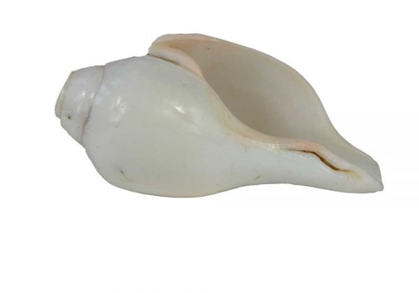 Shankha